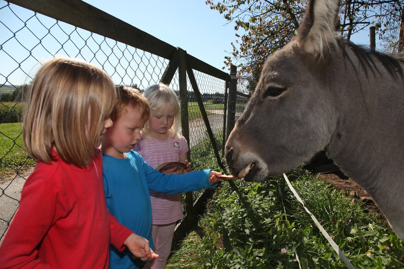 Hanauerhof - Fewo Obstgarten (50qm) für 4 Personen mit Balkon und zwei Schlafräumen in Schönsee, Naturpark Oberpfälzer Wald