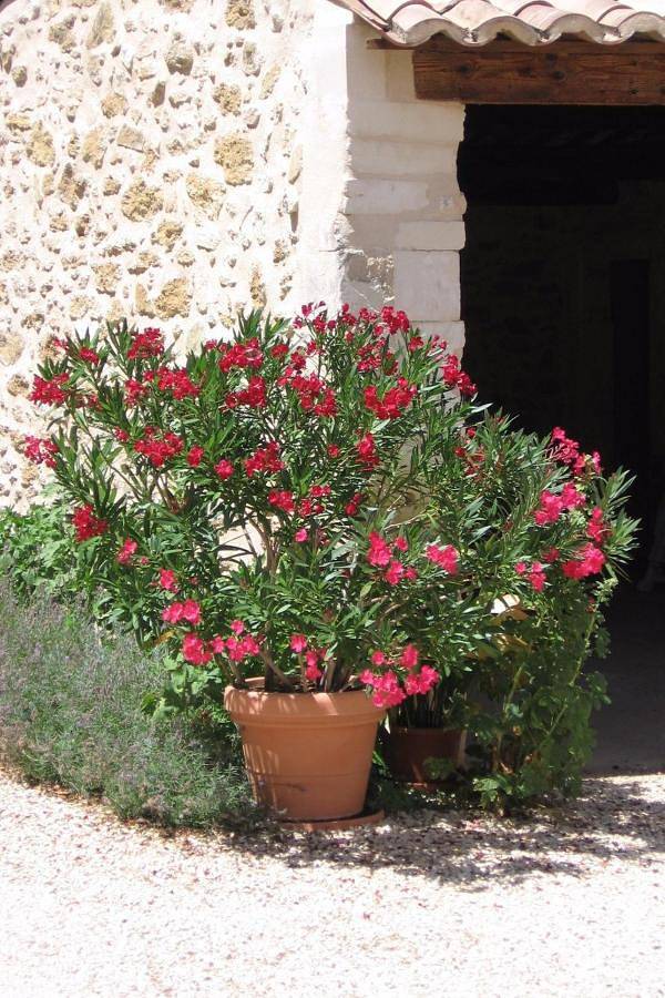 Location de vacances pour 6 personnes, avec jardin, animaux acceptés à Saint-Restitut - 4