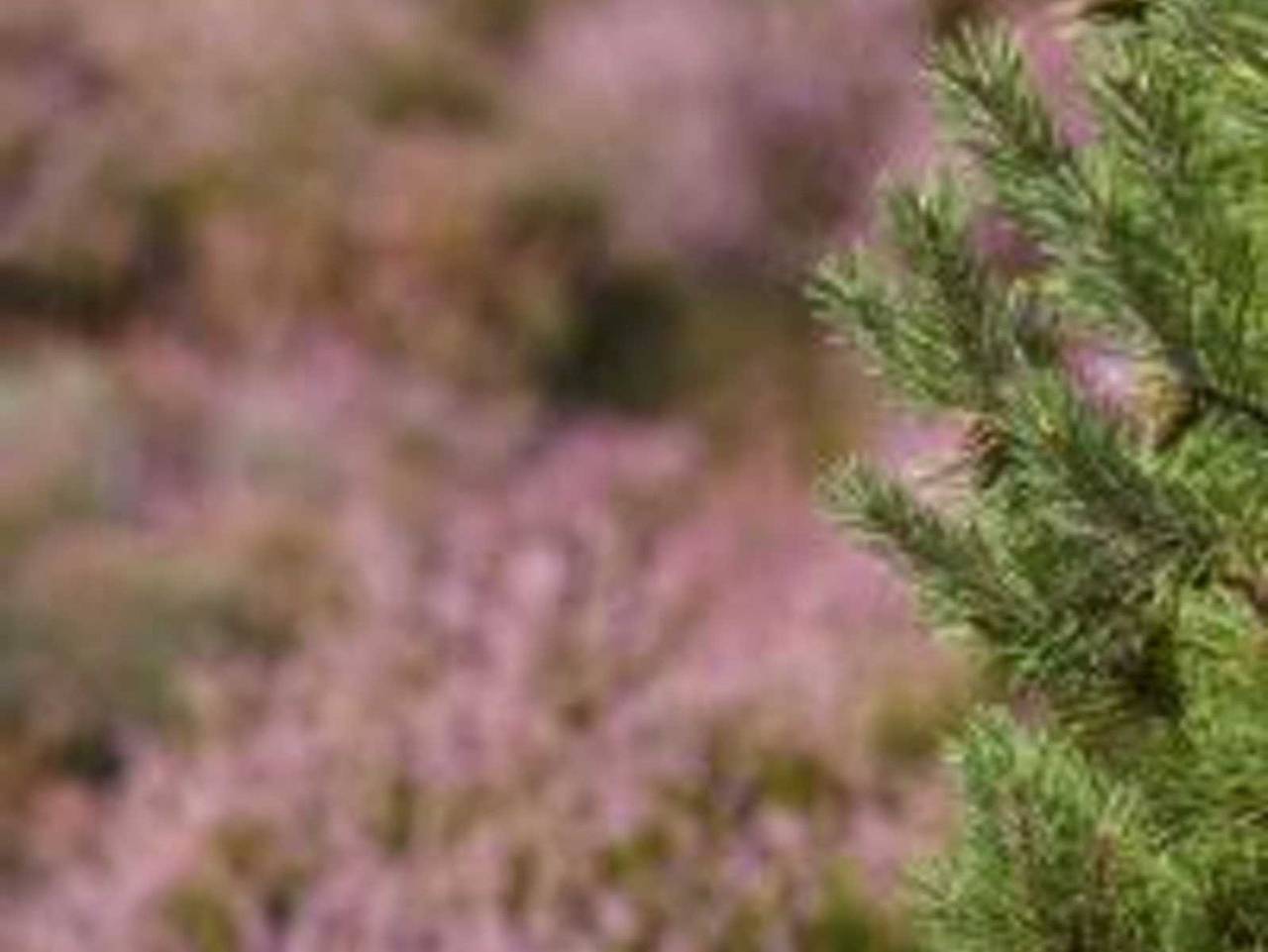 5* Ferienhaus Düneneck 10 - Ferienhaus Düneneck 10 in St. Peter-Bad, St. Peter-Ording