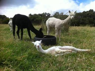 Log Cabin for 2 People in Yanakie, Shire of South Gippsland, Photo 4