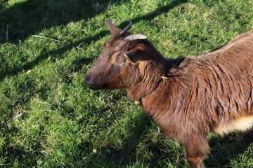 Alojamiento Y Desayuno para 2 Personas en Saint-Priest-sous-Aixe, Nouvelle-Aquitaine, Foto 4