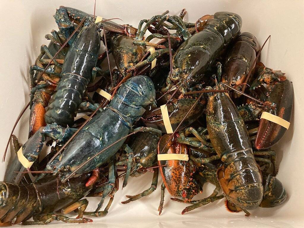 Get ready for Summer! Beach, fish, surf, Kennebunkport & Une, Portland in Biddeford, York County