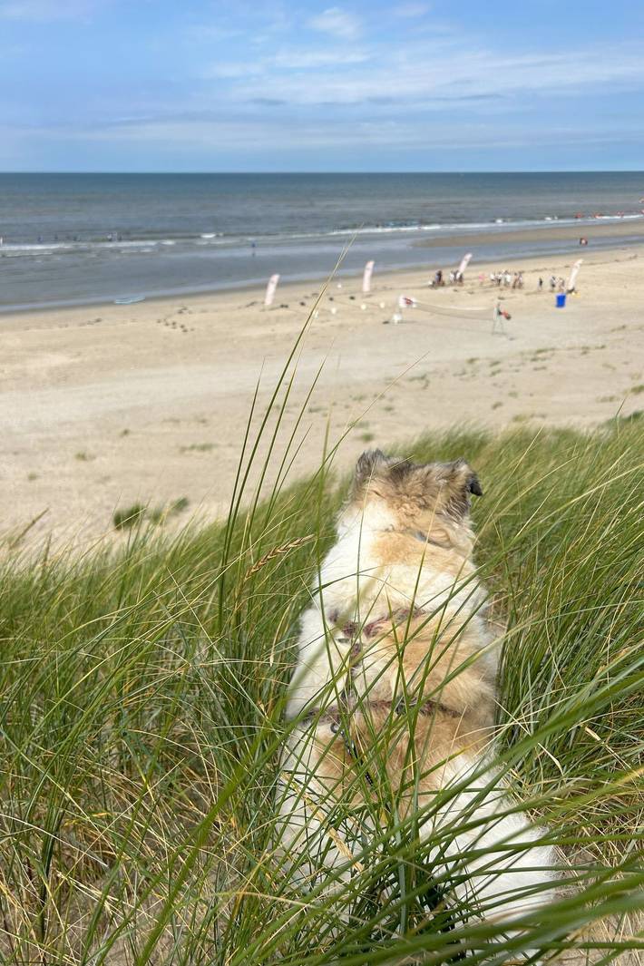 Glamping voor 5 personen, met tuin, met huisdier in Noord-Holland