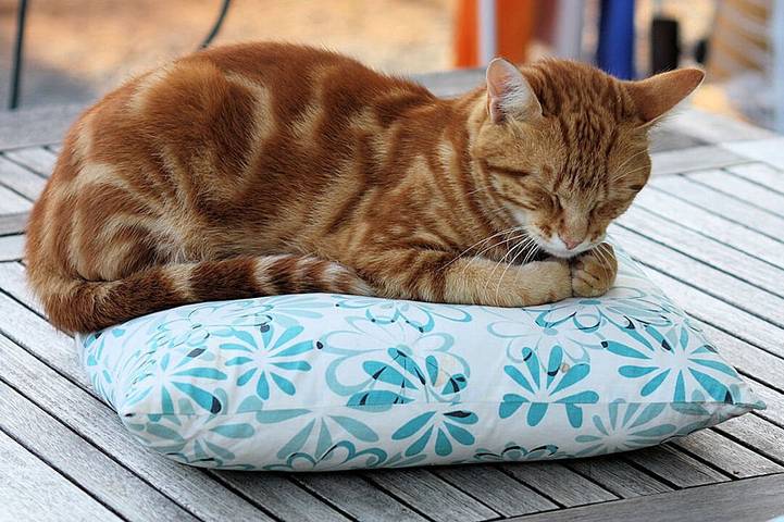 Chambre d’hôte pour 3 personnes, avec jardin au Parc Naturel Régional du Marais poitevin - 2