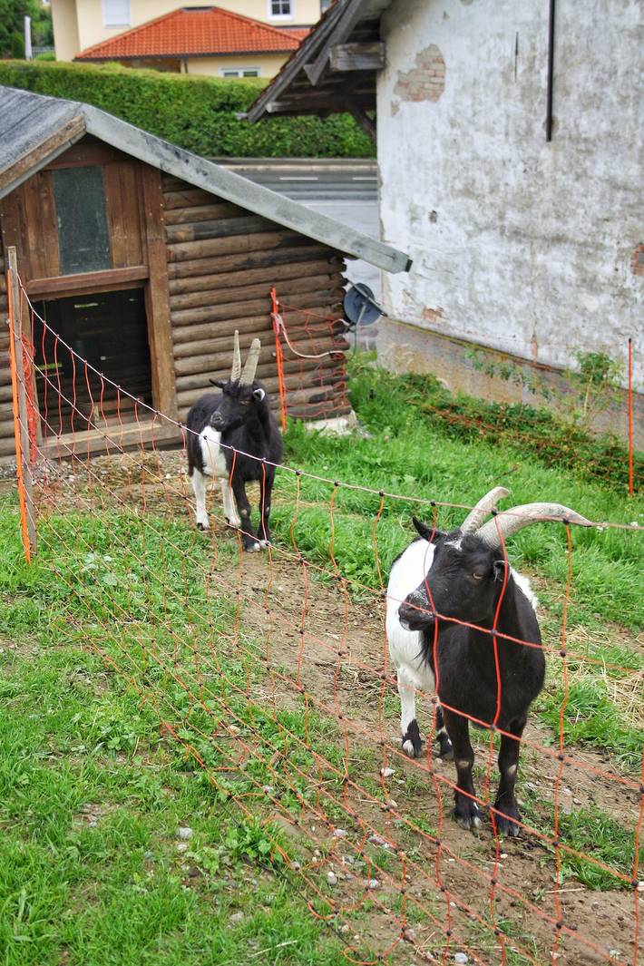Ferienwohnung für 6 Personen, mit Garten und Terrasse in Friedrichshafen - 2