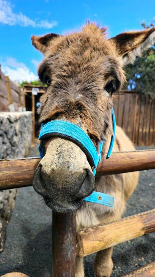 Cabanalanz, Cabañas en Lanzarote in San Bartolomé, Lanzarote