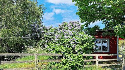 Ferienhaus für 5 Personen, mit Haustier in Gotland