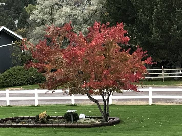 Vacation rental for 4 people, with yard and terrace, with pets in Missoula