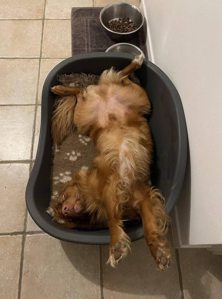 Gîte pour 5 personnes, avec jardin et terrasse, animaux acceptés dans Saint-Dié-des-Vosges - 2