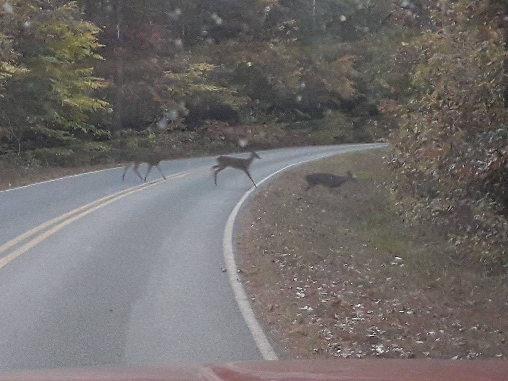 Camping for 10 Guests in Lake Norman of Catawba, Lake Norman