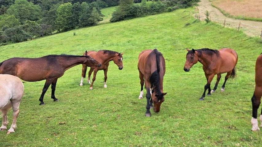Ferienwohnung für 2 Personen, mit Garten in Oberzent - 4