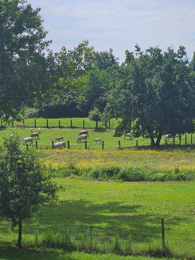 Location de vacances pour 3 personnes, avec vue à Tigliole