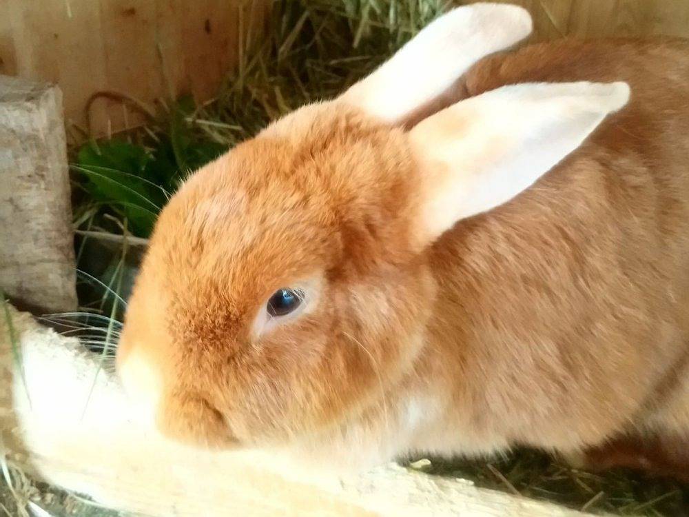 Ganze Ferienwohnung, Konradenhäusle in Titisee-Neustadt, Südschwarzwald