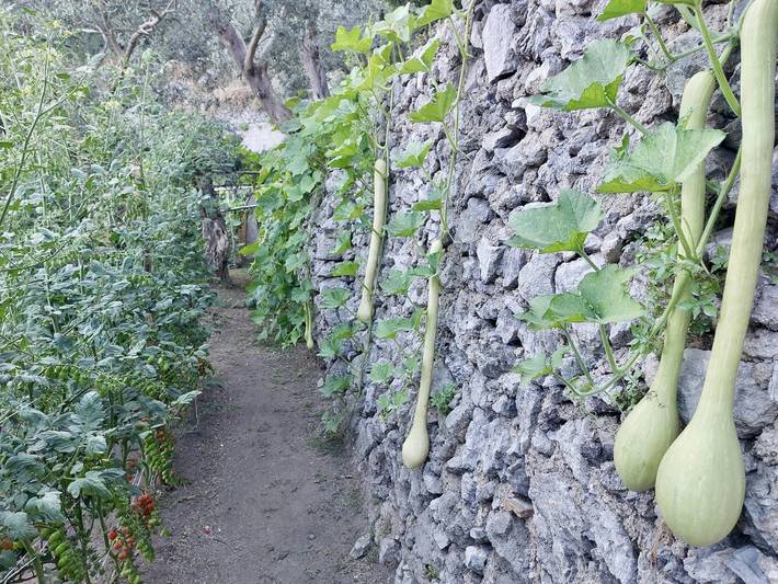 Ganze Wohnung, Haus mit Zitronenhain und Meerblick in Atrani in Castiglione, Ravello