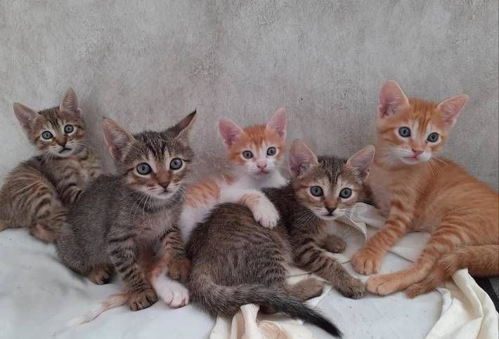 Maison d’hôte pour 2 personnes, avec piscine et jardin dans Sidi Kaouki - 2