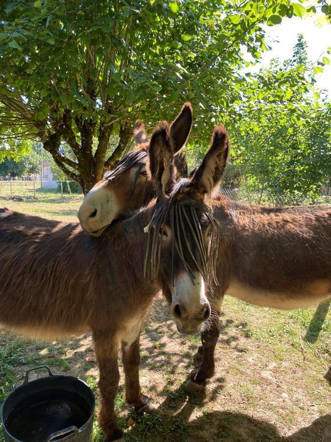 Tente pour 4 personnes, avec vue ainsi que jardin et piscine dans Périgord Vert - 3
