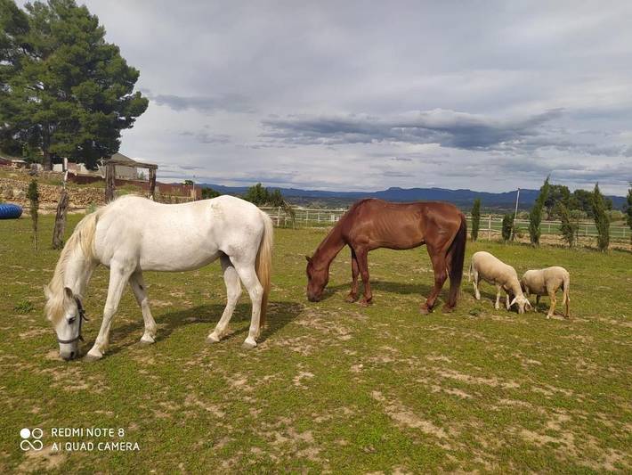 Gîte pour 4 personnes, avec jardin ainsi que vue et piscine à Móra d'Ebre - 3