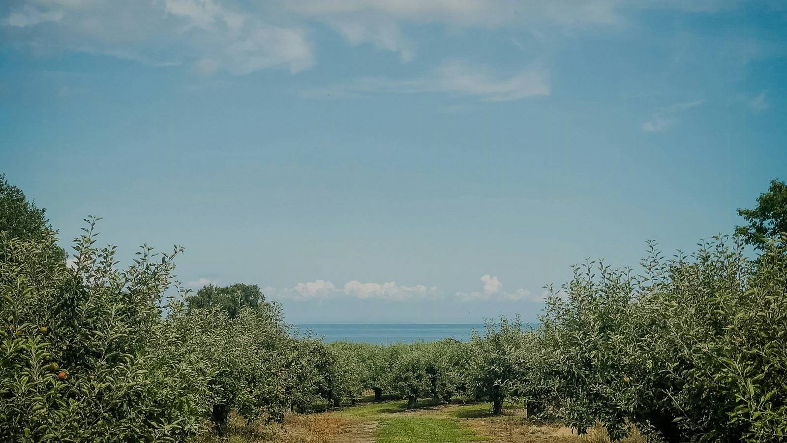 Modernes Holzhaus zwischen Apfelbäumen mit Meerblick in Kivik, Österlen