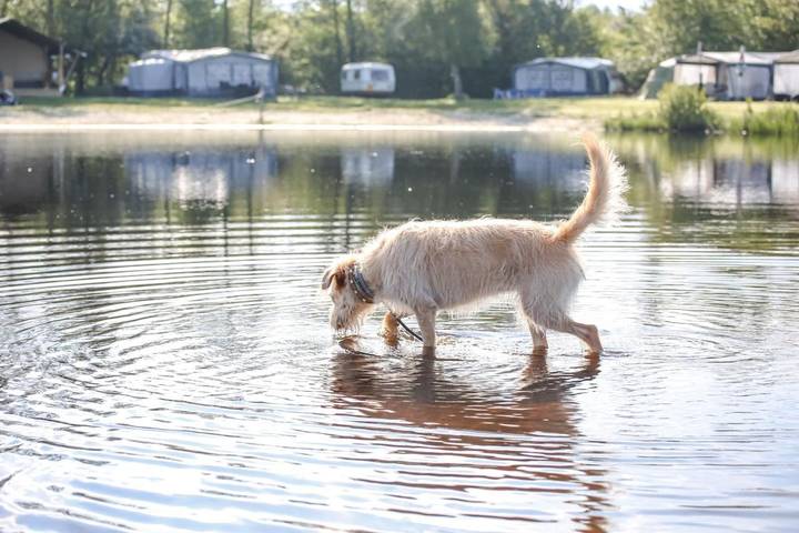 Gîte pour 6 personnes, avec terrasse ainsi que vue et vue sur le lac à Leeuwarden - 4