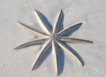 Vacation Home for 4 Guests in Naples (FL), Collier County, Picture 3