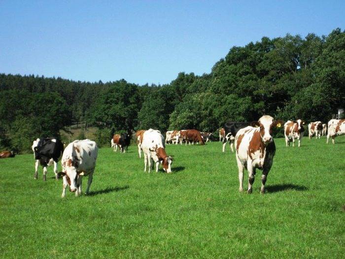 Ferienhaus für 3 Personen, mit Terrasse und Garten, kinderfreundlich in Monschau - 2