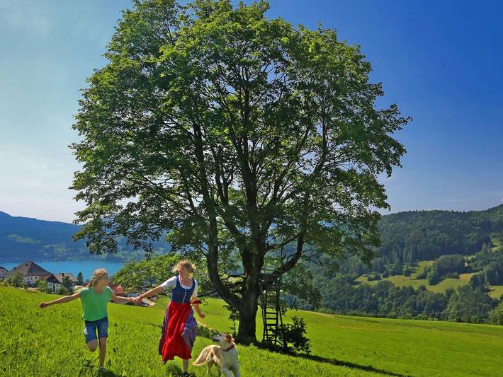 Ferienhaus für 4 Personen, mit Ausblick und Balkon sowie Garten, mit Haustier am Attersee - 3