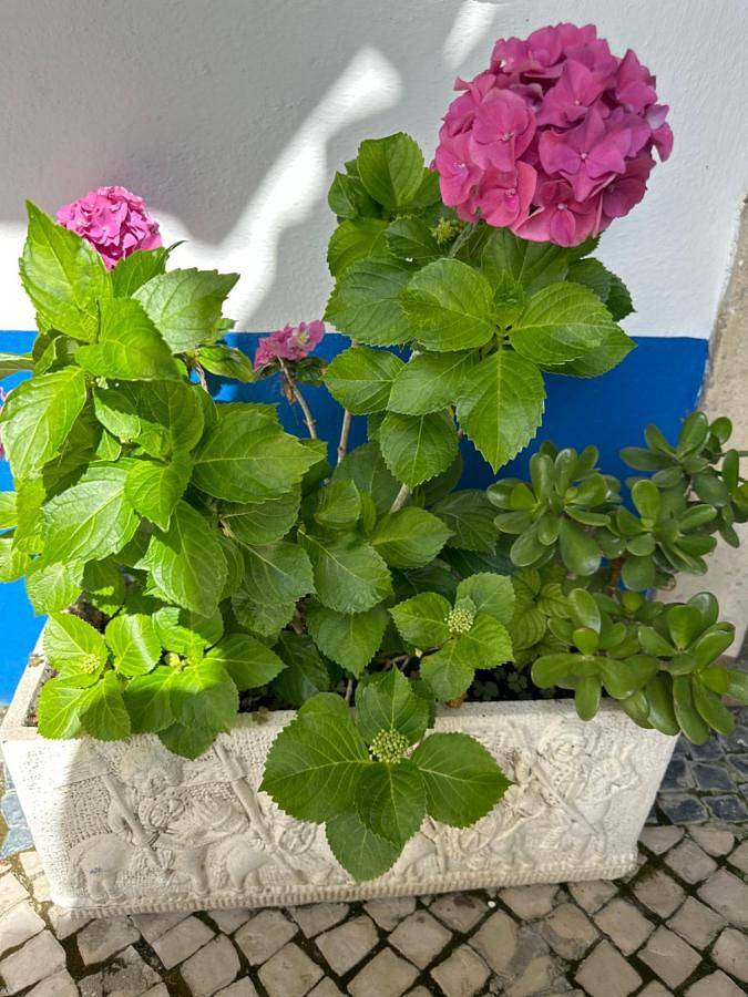 Double Room with Private Bathroom in Óbidos, Leiria distrito