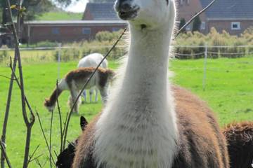 Bauernhof für 2 Personen, mit Garten in Wangerland
