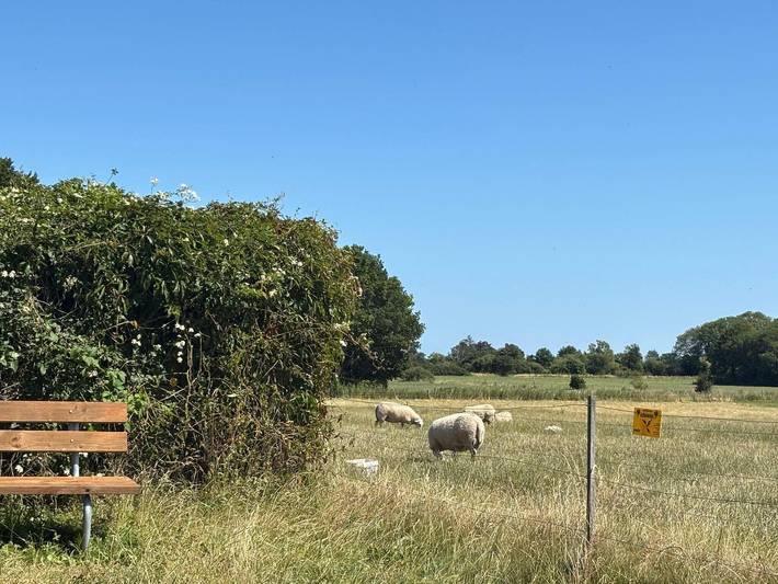 Ferienhaus für 8 Personen, mit Terrasse, kinderfreundlich in Råbylille Strand - 4