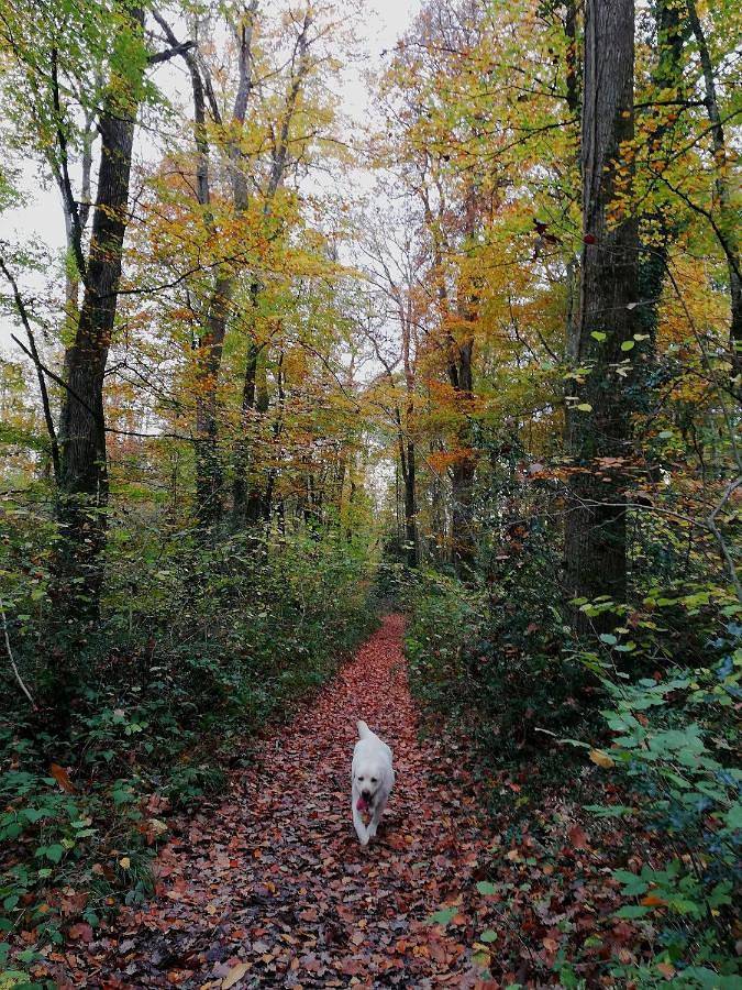 Location de vacances pour 8 personnes, avec piscine ainsi que vue et jardin, animaux acceptés à Cheillé - 2