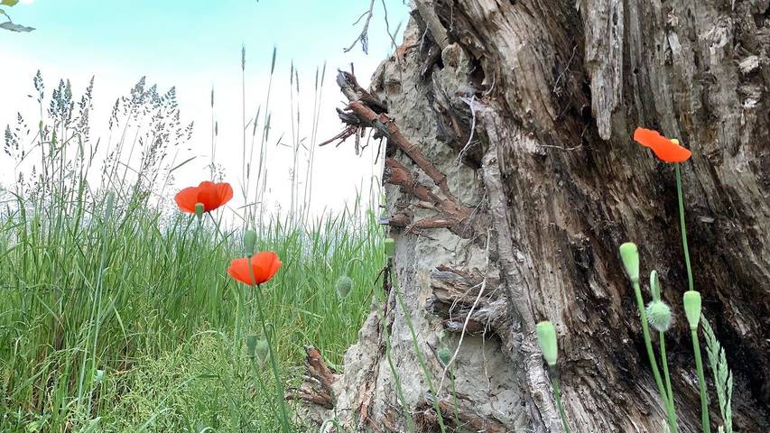 Ferienwohnung für 5 Personen, mit Garten in Vetschau - 4