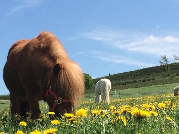 Bauernhof für 6 Personen, mit Garten und Sauna sowie Pool in Schmallenberg - 3