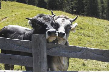 Ferienwohnung für 7 Personen, mit Terrasse, mit Haustier in Kauns