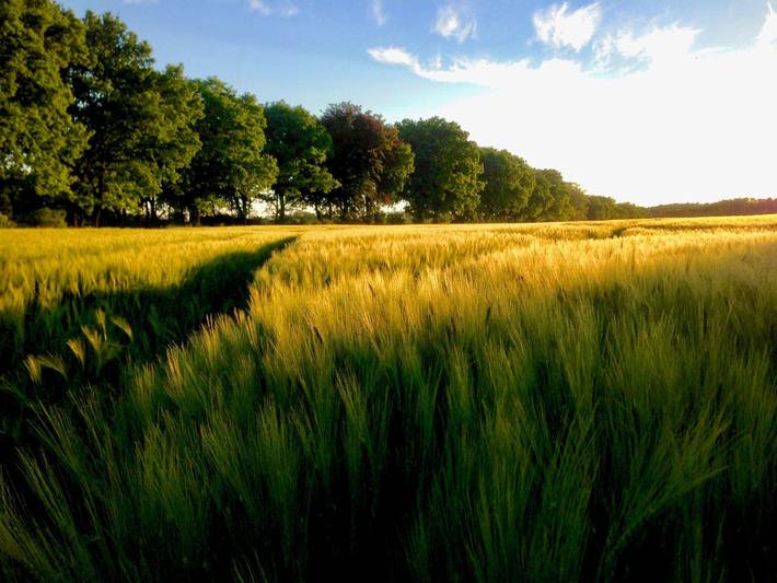 Studio für 4 Personen, mit Terrasse und Garten, mit Haustier in Prignitz - 2
