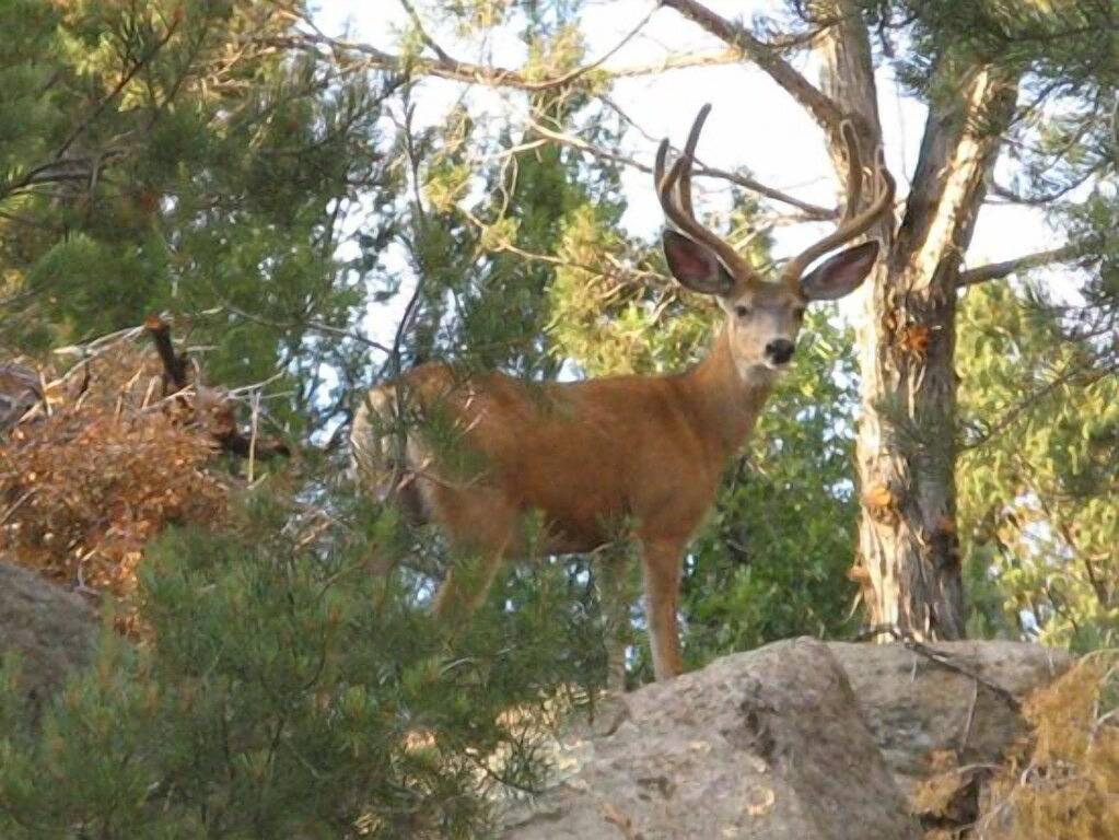 Erfrischende Zusammenkünfte, erholsame Rückzugsorte, Platz für alle! in Pine Valley (UT), Zion Nationalpark