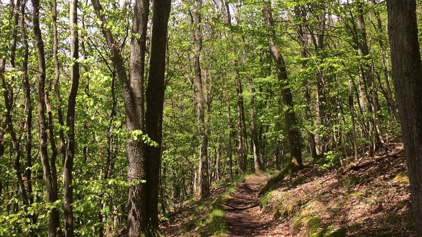 Ferienwohnung für 2 Personen, mit Terrasse im Hunsrück - 2