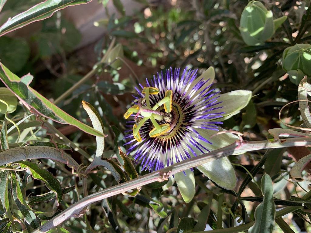 The Cottage @ Ray Road Farm in Gilbert, Maricopa County