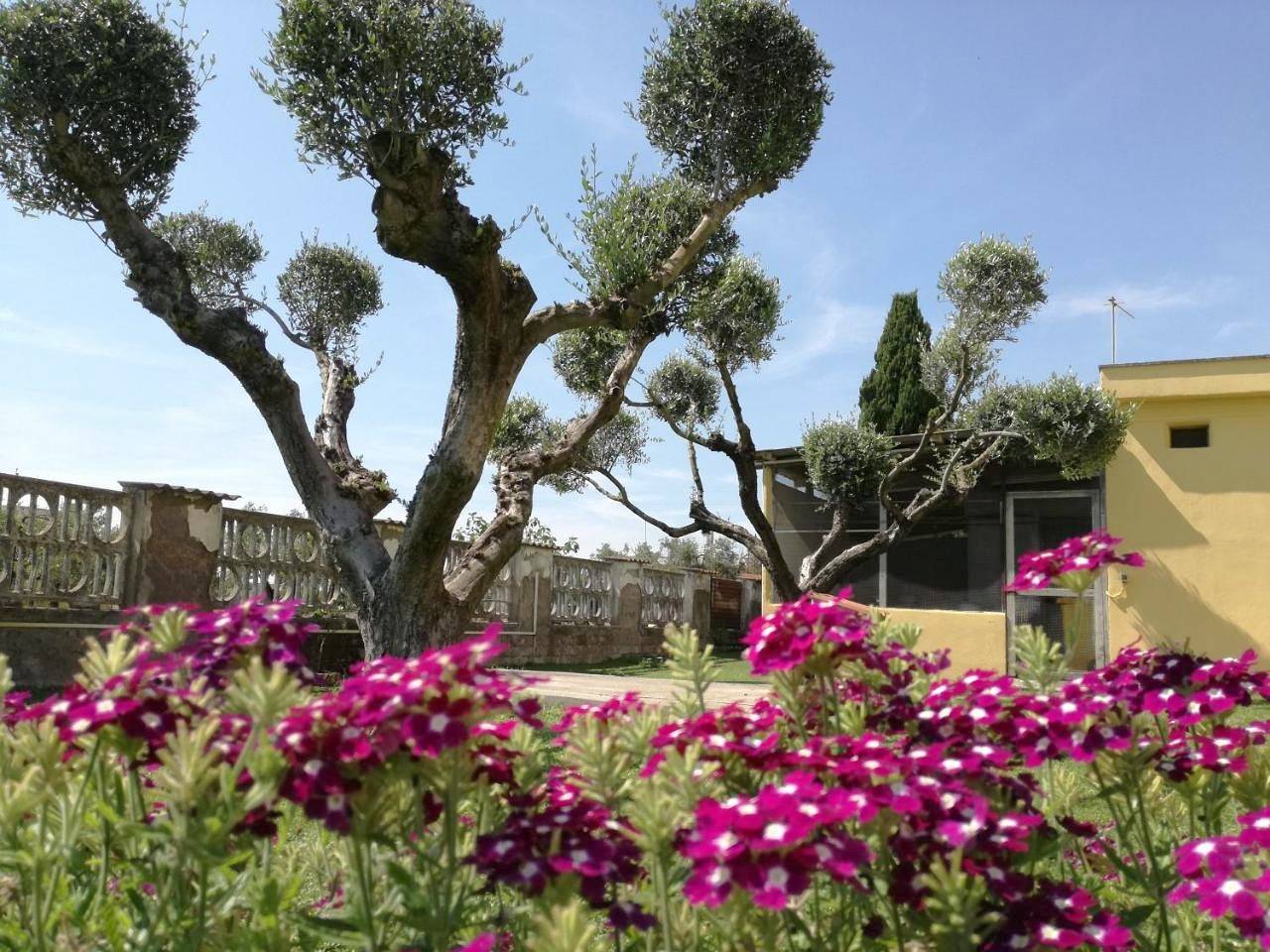 B&B Casa degli Ulivi in Nettuno, Provincia di Roma
