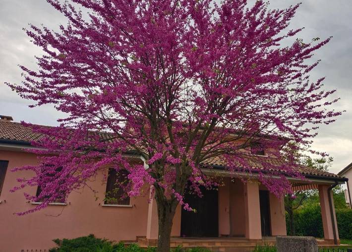 Appartamento per 6 persone, con giardino, con animali domestici in San Pietro di Feletto