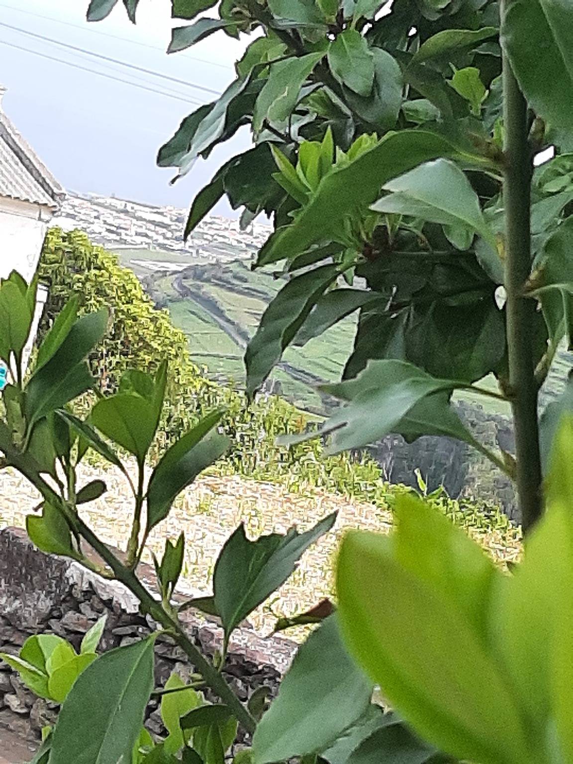 Casa Vicente Appartement avec Vue sur Mer et Jardin Privatif in Flores (Açores)