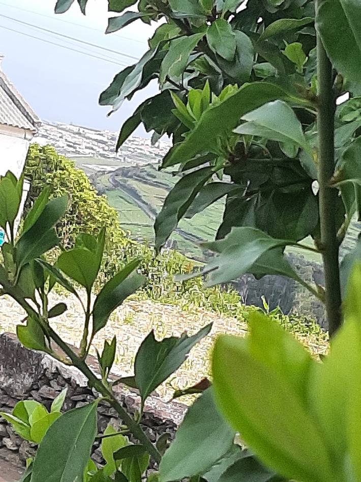 Ferienhaus für 7 Personen, mit Garten auf den Azoren