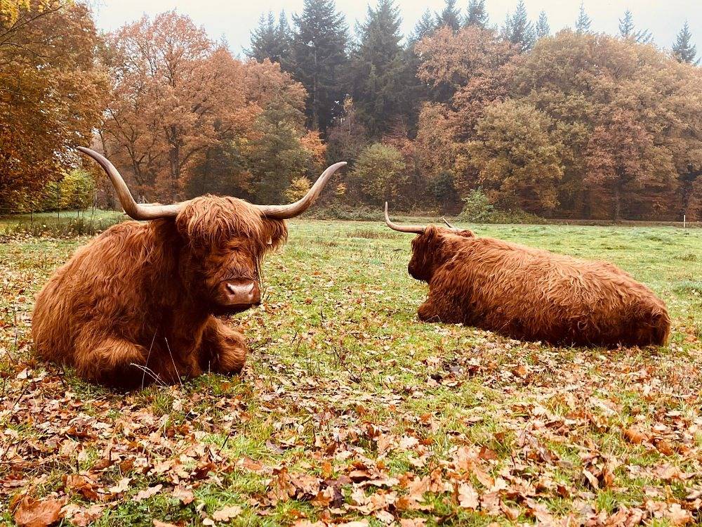 Ganze Ferienwohnung, Ekenhoff - An´t Meipad in Moorweg, Nordseeküste