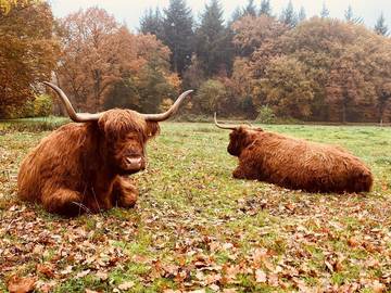 Ferienwohnung für 5 Personen in Moorweg, Nordseeküste, Bild 4
