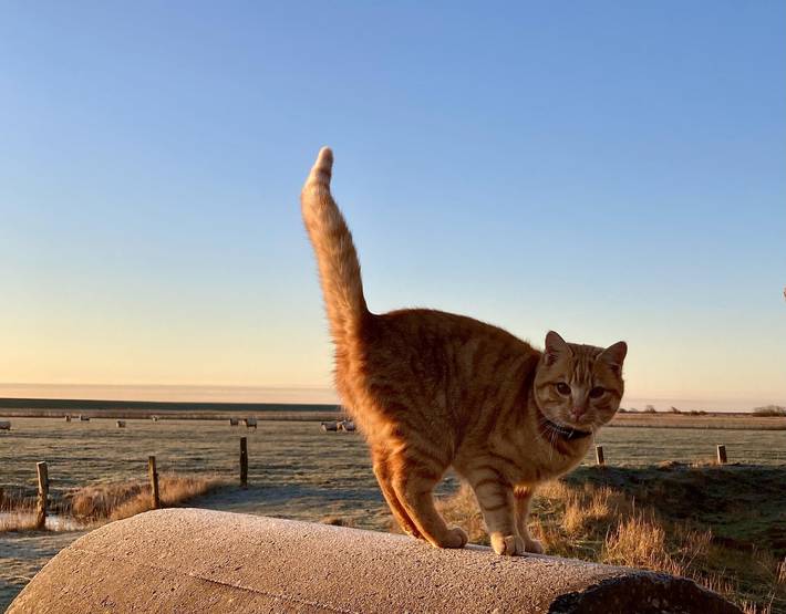 Bauernhof für 4 Personen, mit Ausblick und Garten sowie Terrasse auf Eiderstedt - 2