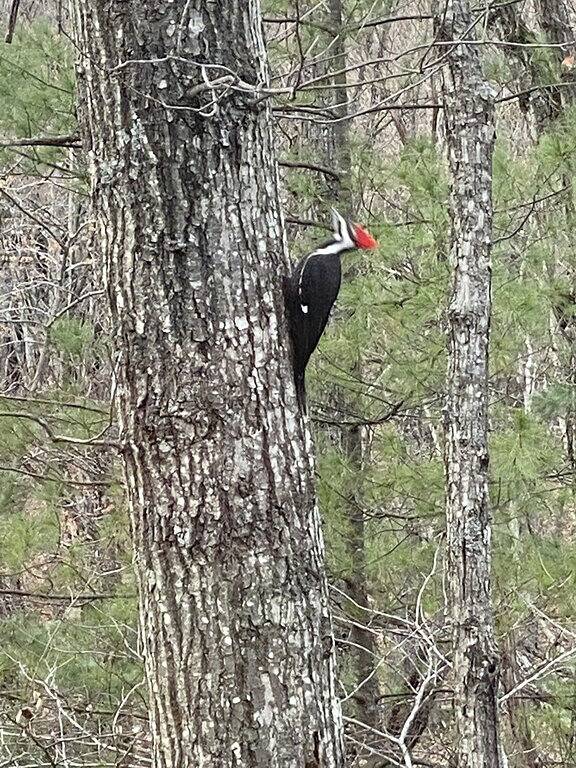 Bear Den at Massanutten Resort in Massanutten, Blue Ridge Mountains