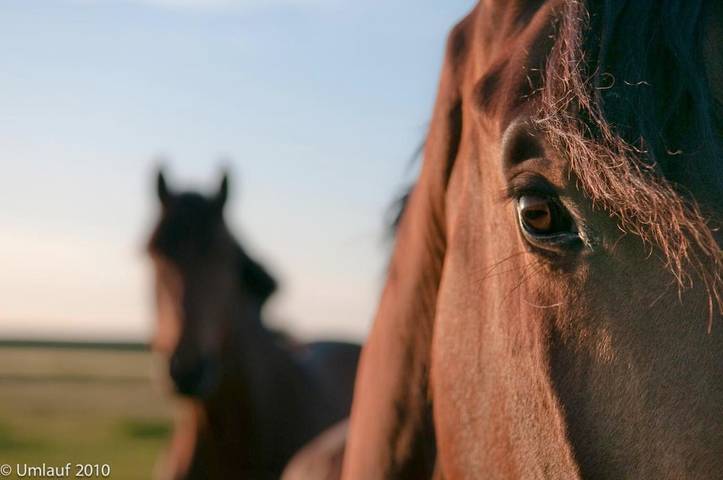 Ferienwohnung für 6 Personen, mit Garten und Ausblick, kinderfreundlich in Holtgast