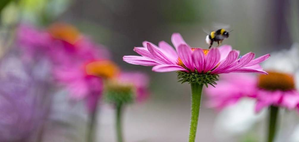 Location de vacances pour 2 personnes, avec vue ainsi que jardin et terrasse à Westerlo - 4