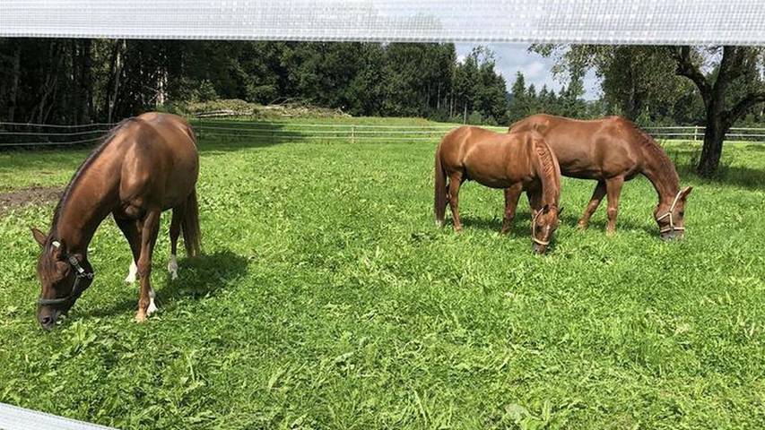 Bauernhof für 4 Personen in Oberschwaben - 4