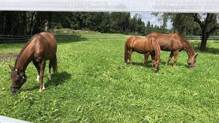 Bauernhof für 4 Personen in Wangen, Württembergisches Allgäu, Bild 3