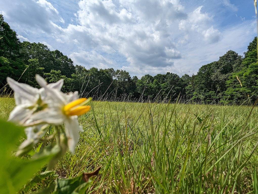 4-bedroom Vacation Cabin on 50 Private Acres in Seneca Rocks